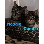 Noodle and Doodle ~ RESERVED